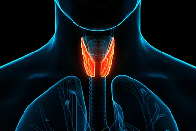 During Hashimoto's Thyroiditis the immune system attacks your thyroid gland